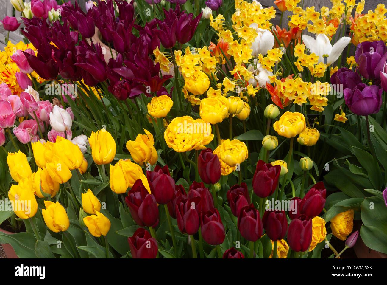 Une collection vivante de tulipes et de narcissi dans le Collector Earl's Garden, château d'Arundel, West Sussex, Royaume-Uni Banque D'Images