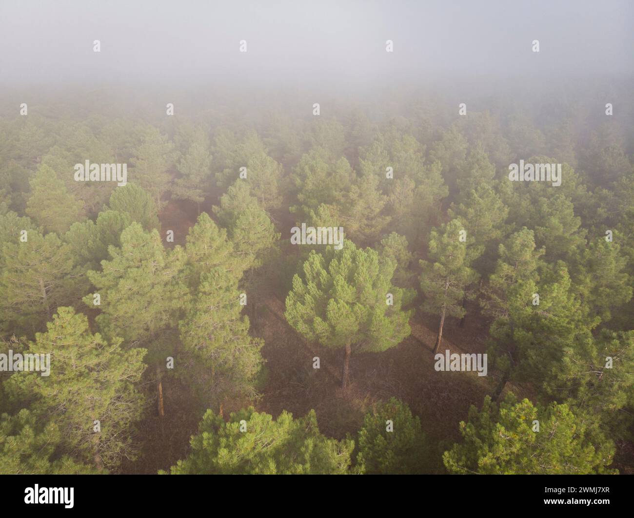 Extraction de résine dans une forêt de Pinus pinaster, Montes de Coca, Segovia, Espagne Banque D'Images