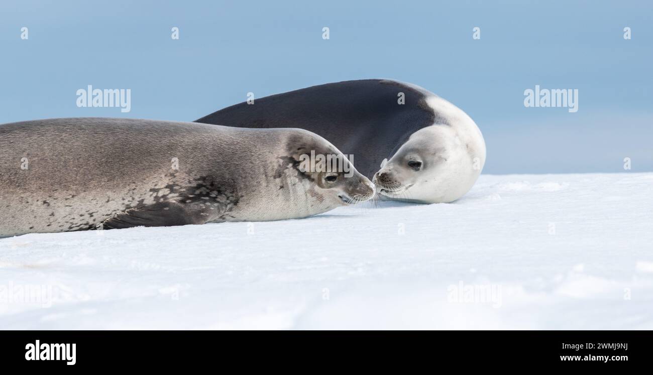 Weddell phoque amoureux en Antarctique. Banque D'Images