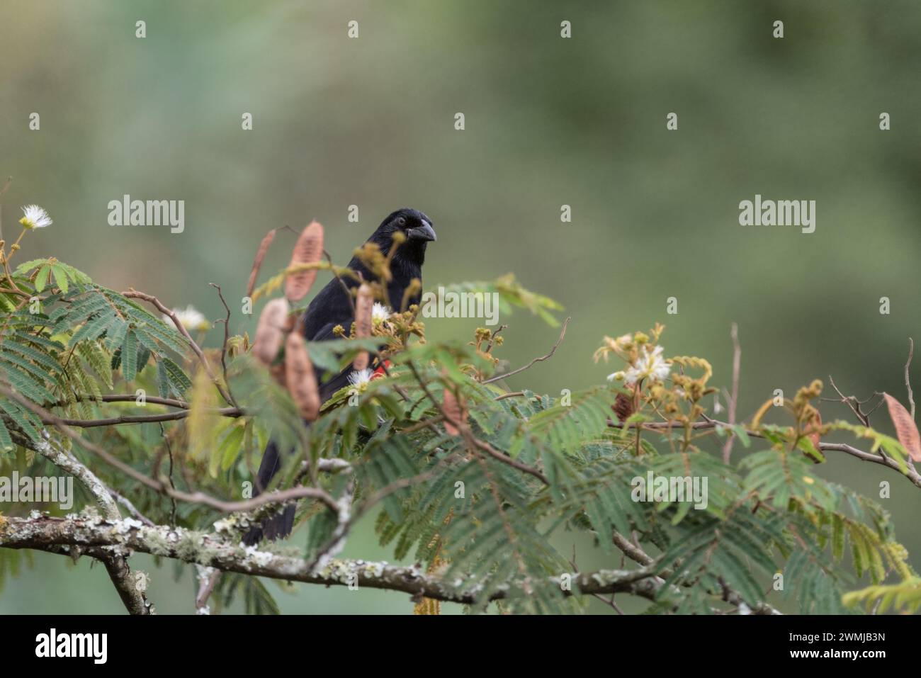 L'endémique colombien du grackle à ventre rouge (Hypopyrrhus pyrohypogaster) perché dans un arbre à jardin, Colombie Banque D'Images