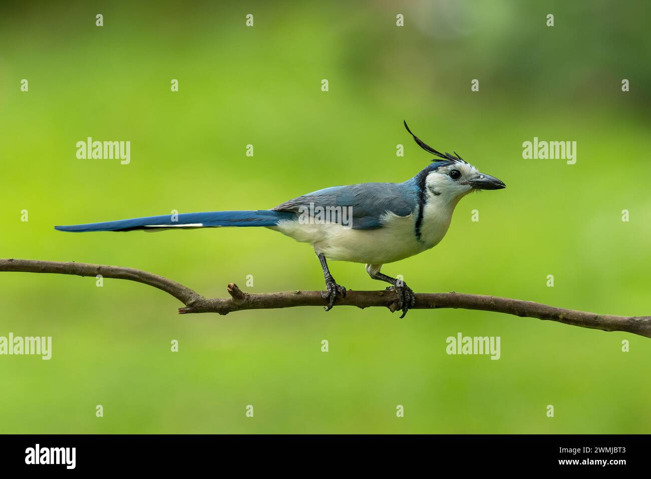 Magpie à gorge blanche jay sur la branche, fond vert au Costa Rica Banque D'Images