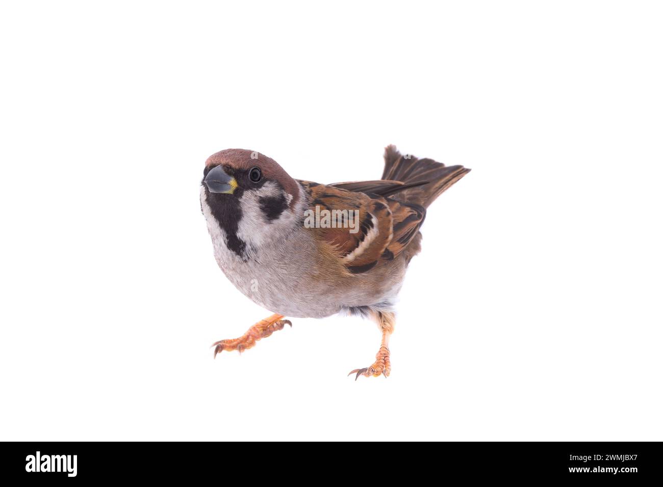 sparrow isolé sur un fond blanc Banque D'Images