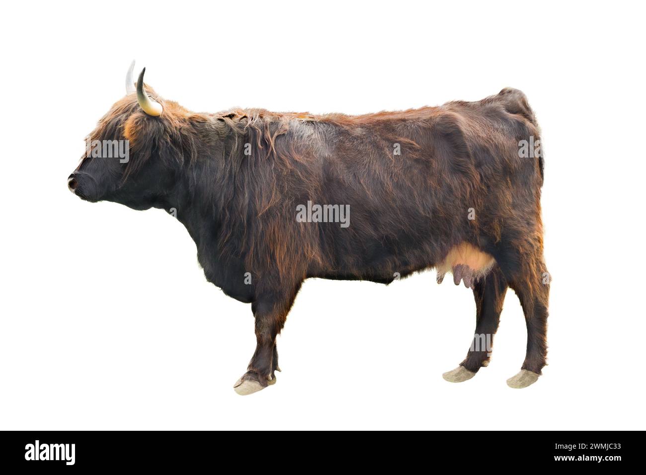 vache highland isolée sur fond blanc Banque D'Images