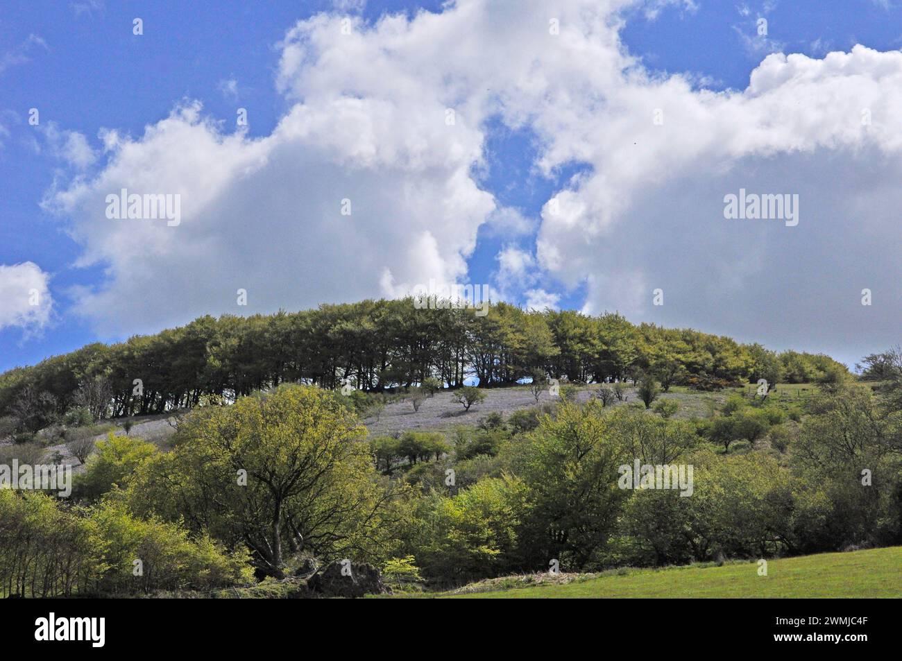Une brume bleue de bluebells couvre le flanc de colline escarpé de la vallée de la rivière Exe sous une journée de printemps ensoleillée brillante avec des hêtres sur la ligne du ciel. Sur Exmoor Banque D'Images
