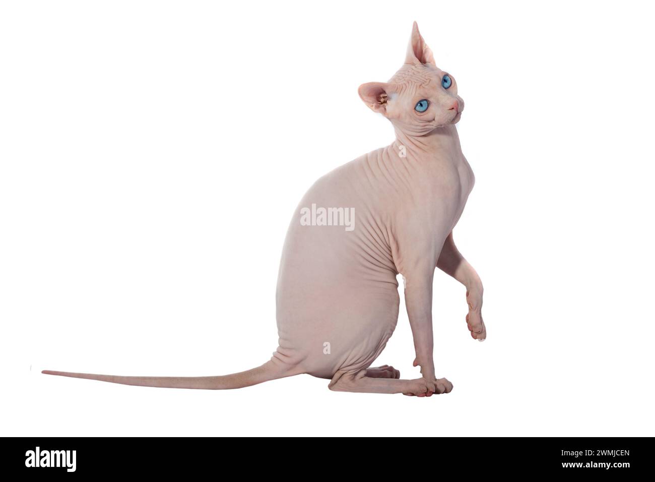 chat canadien sphynx isolé sur fond blanc, plan studio Banque D'Images