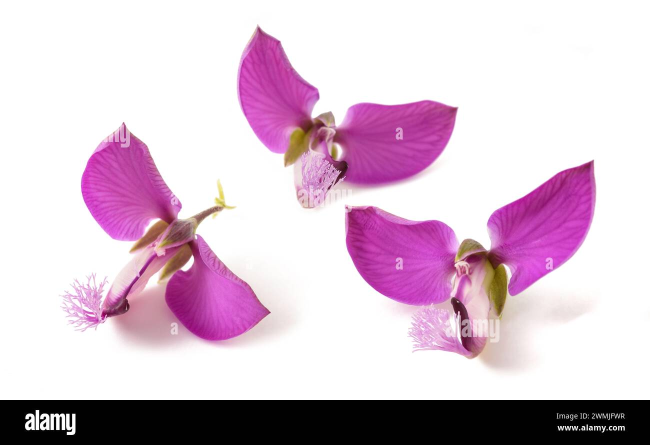 Fleurs de Polygala myrtifolia isolées sur fond blanc Banque D'Images Fleurs de Polygala myrtifolia isolées sur fond blanc Banque D'Images