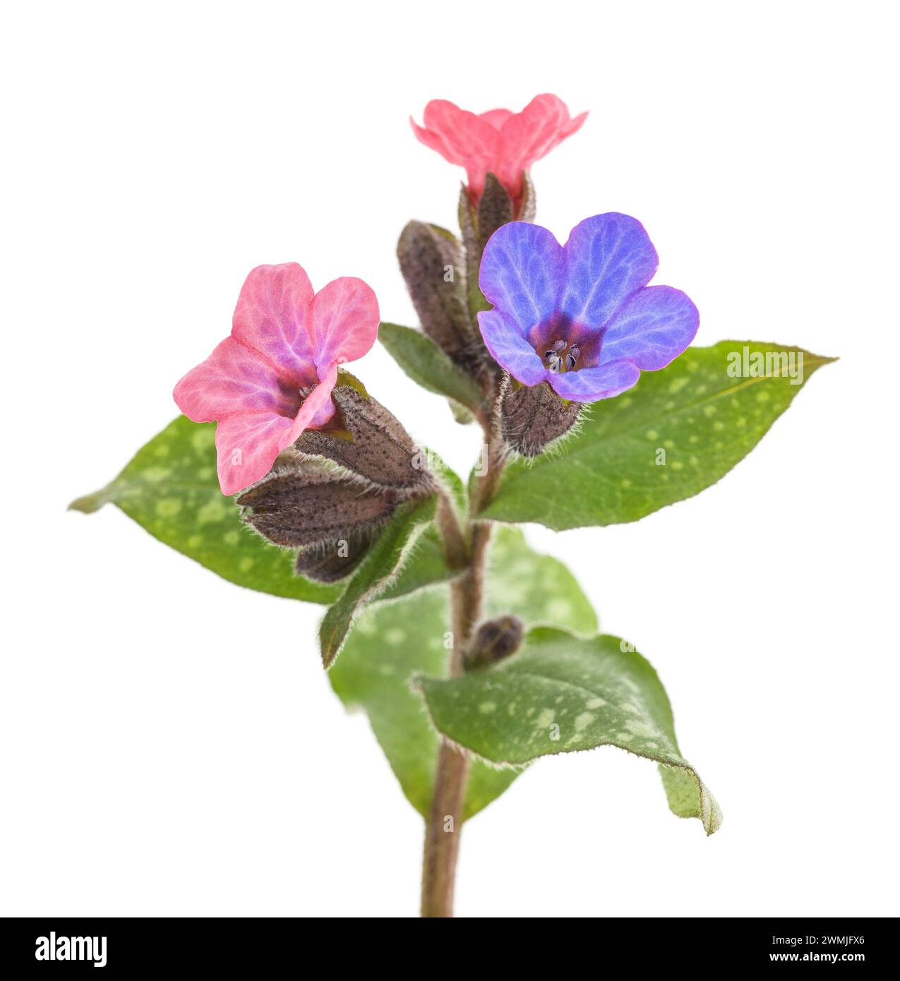 lungwort commun (Pulmonaria officinalis) isolé sur blanc Banque D'Images