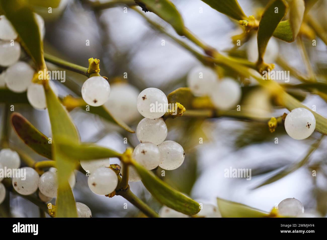 Le gui est une plante semi-parasitaire qui pousse sur les branches des arbres. Gros plan Mistletoe avec baies blanches. faible profondeur de champ Banque D'Images