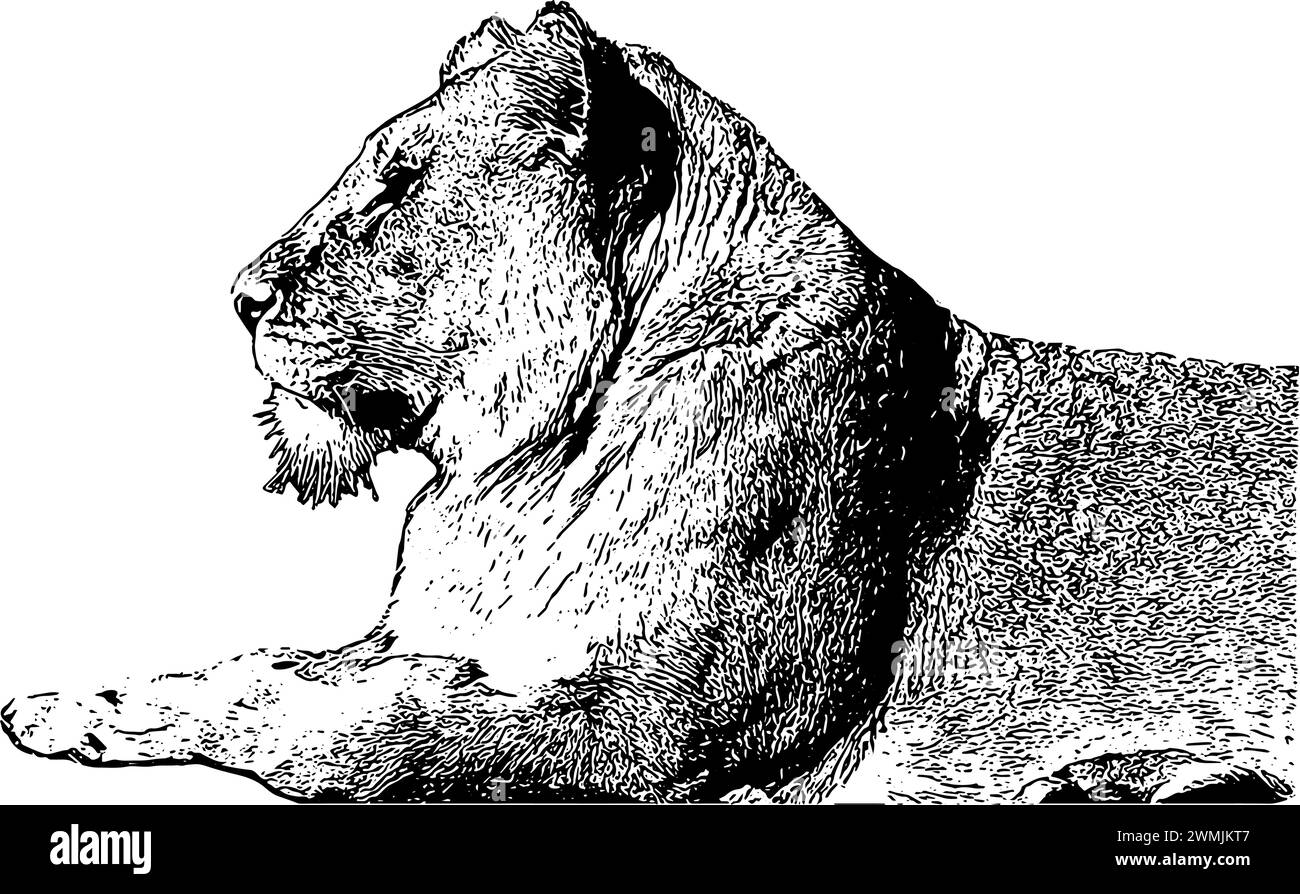 croquis de lion africain femelle, en noir, isolé Illustration de Vecteur croquis de lion africain femelle, en noir, isolé Illustration de Vecteur