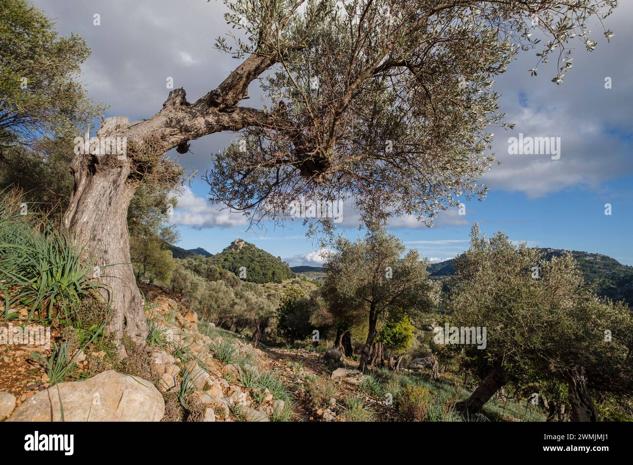 Oliveraie, vallée de l'Orient, Majorque, Îles Baléares, Espagne Banque D'Images