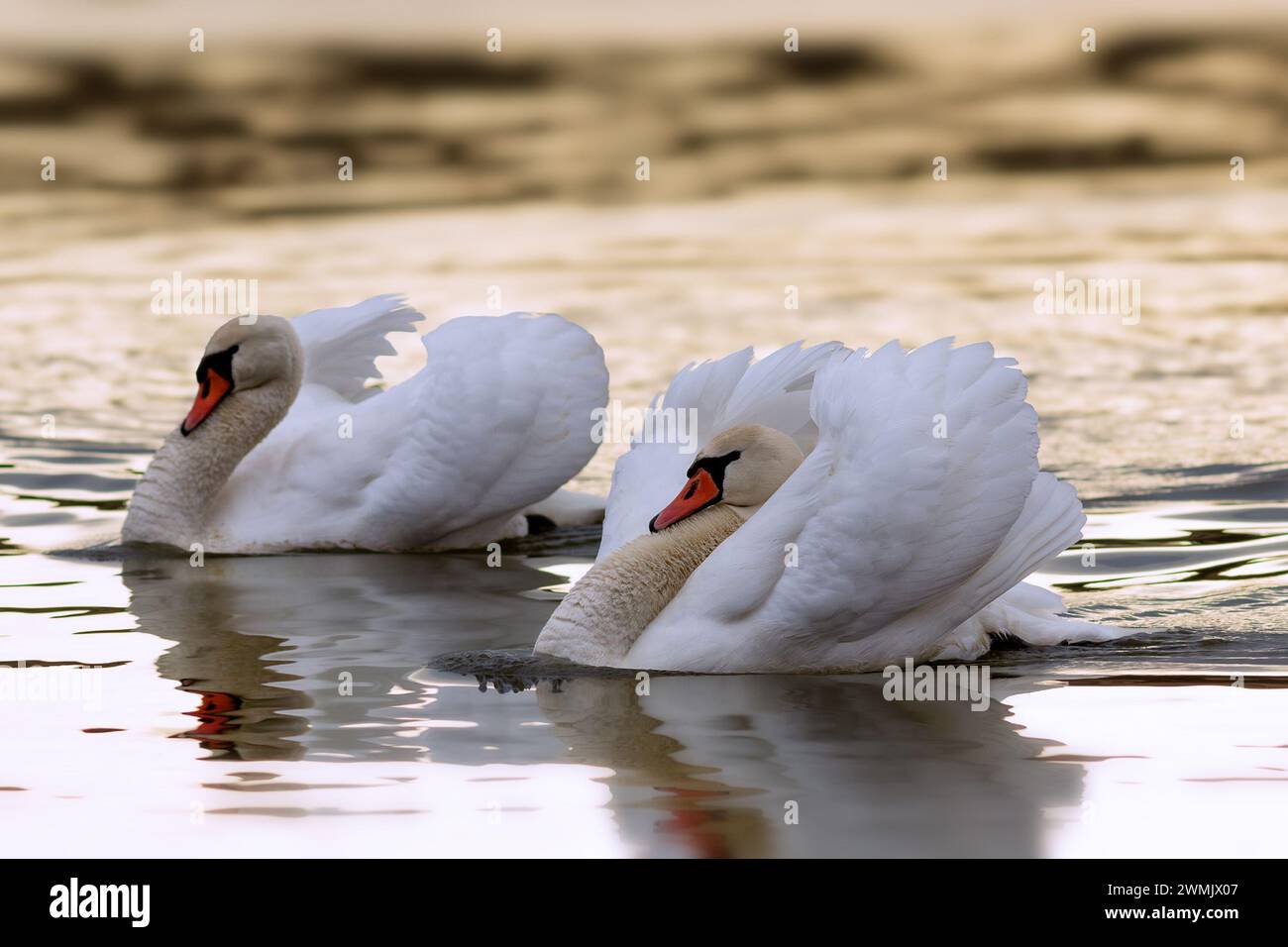Couple de cygnes muet en saison d'accouplement, image prise dans les belles couleurs de l'aube (Cygnus olor) Banque D'Images