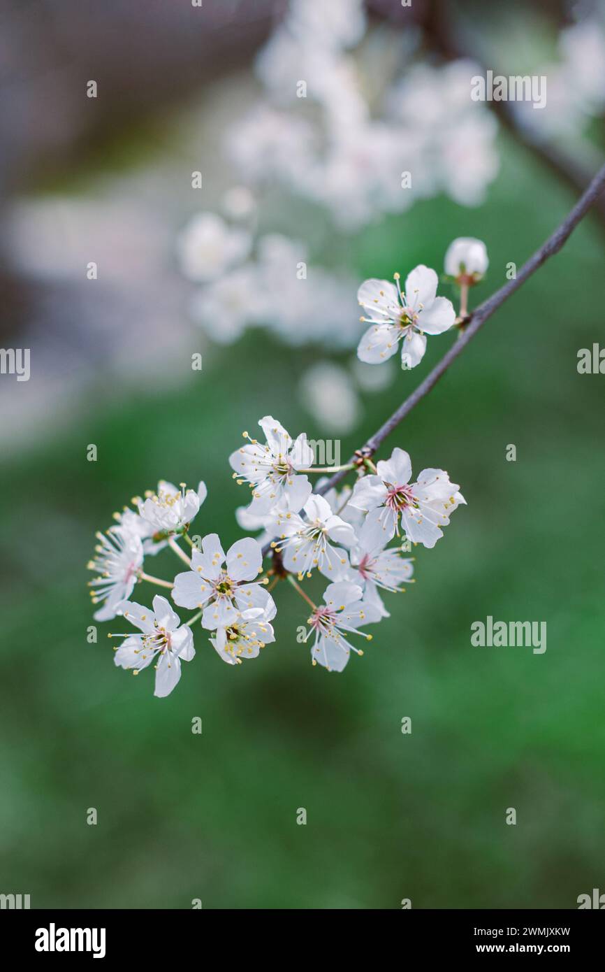 Belle branche avec fleur blanche dans un jardin de printemps. Mise au point sélective. Banque D'Images