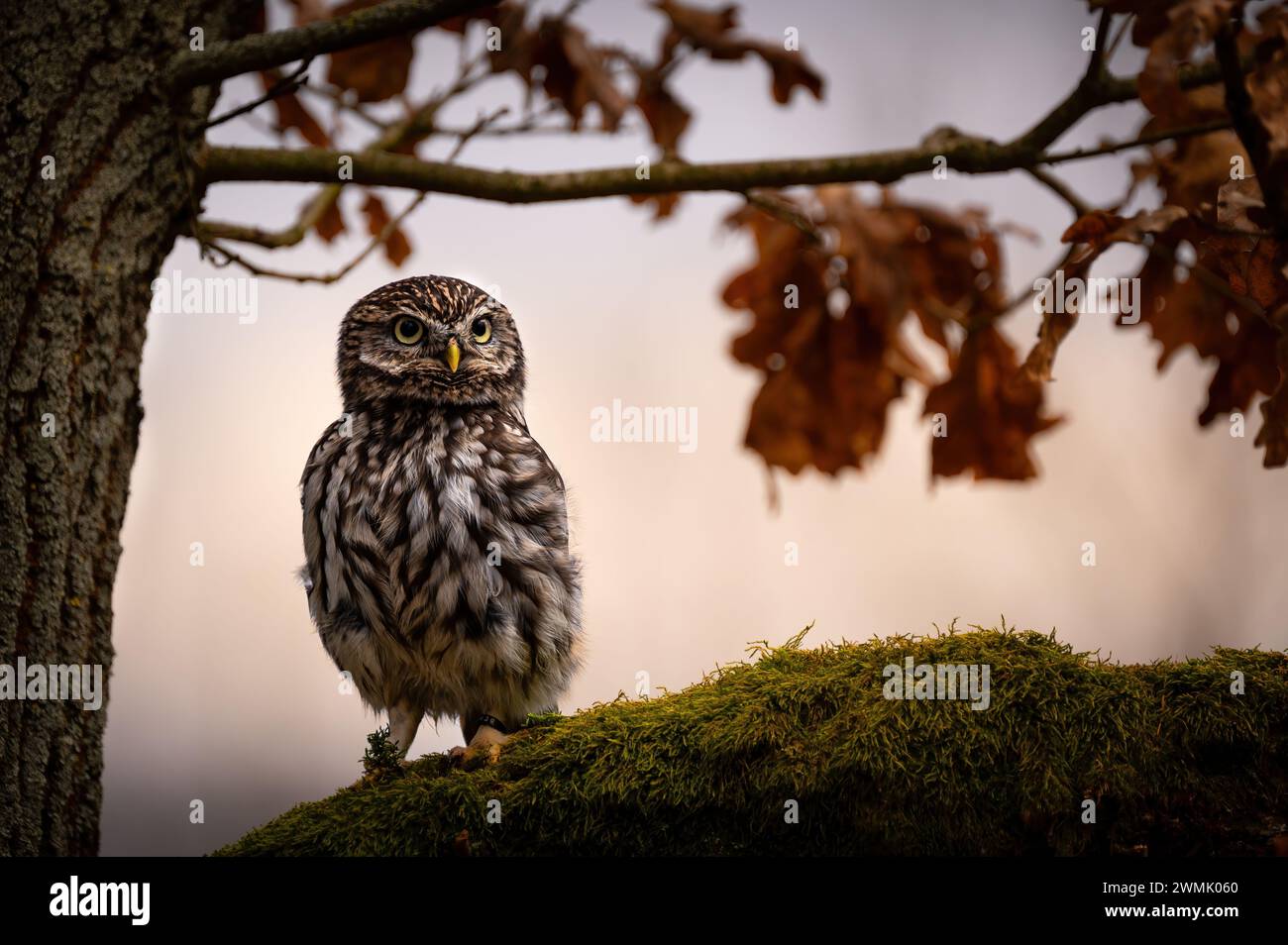 La petite chouette (Athene noctua), également connue sous le nom de chouette d'Athéna ou chouette de Minerve, est un oiseau qui habite une grande partie des régions tempérées de l'Europe. Banque D'Images