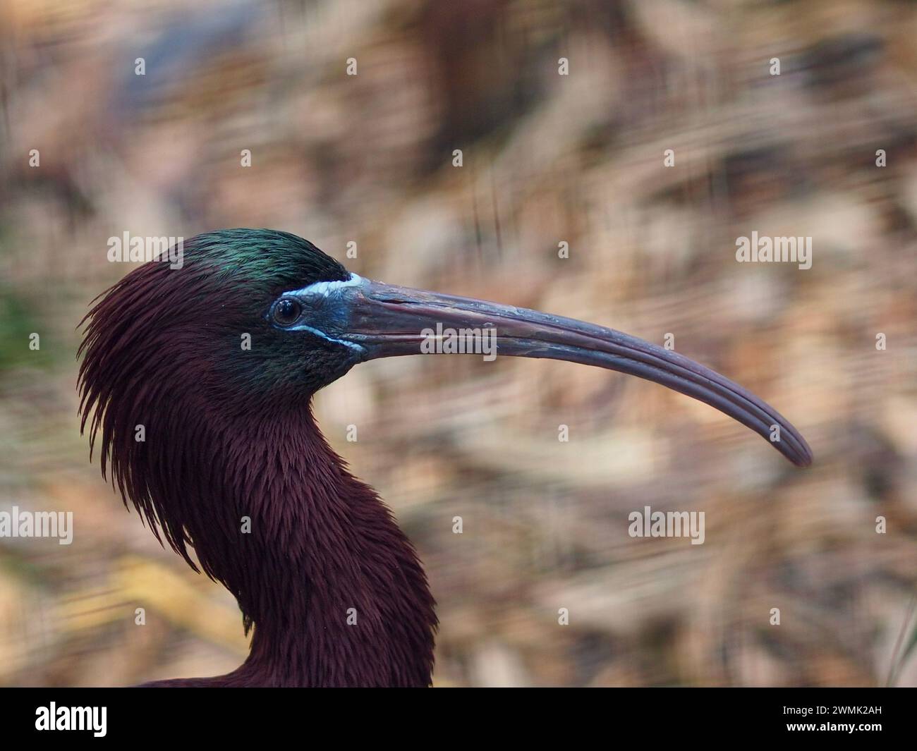 Portrait rapproché d'un Ibis glacé et glamour au plumage irisé. Banque D'Images