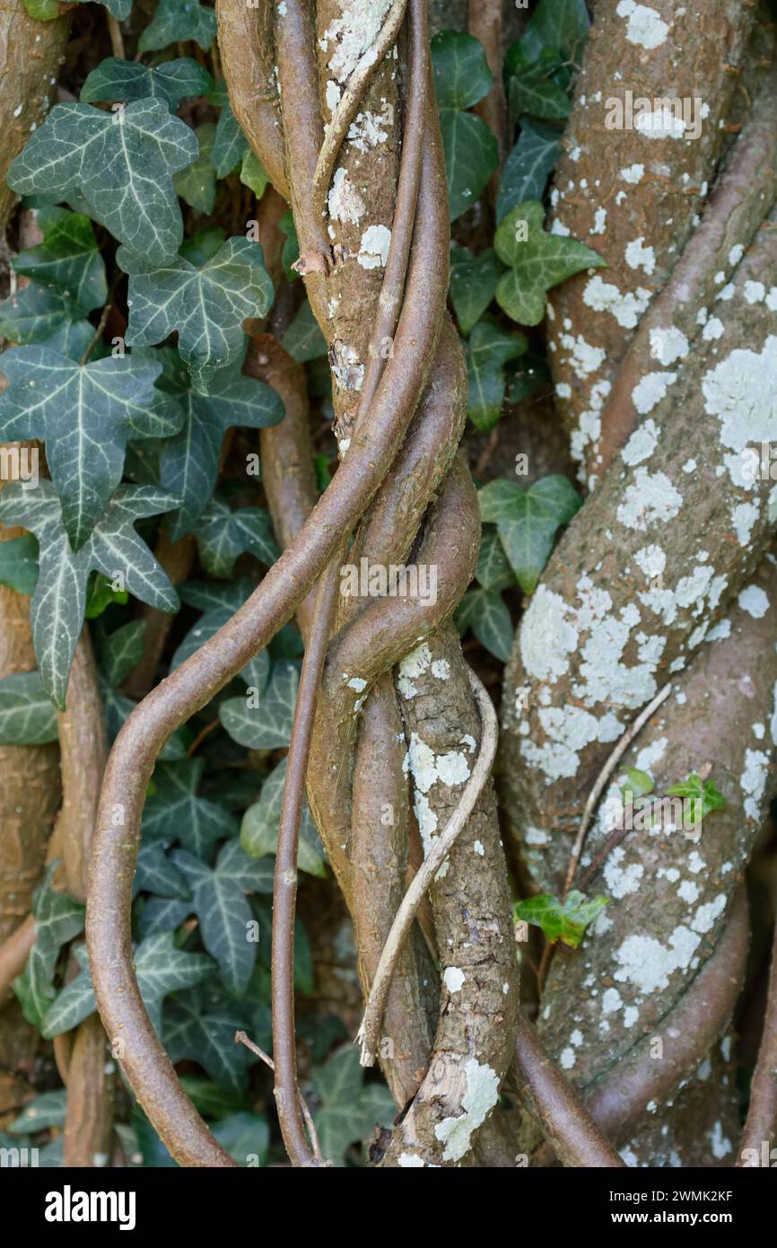 Troncs et vignes tordus avec hélice anglaise Ivy Hedera et lichen de couleur pâle Banque D'Images