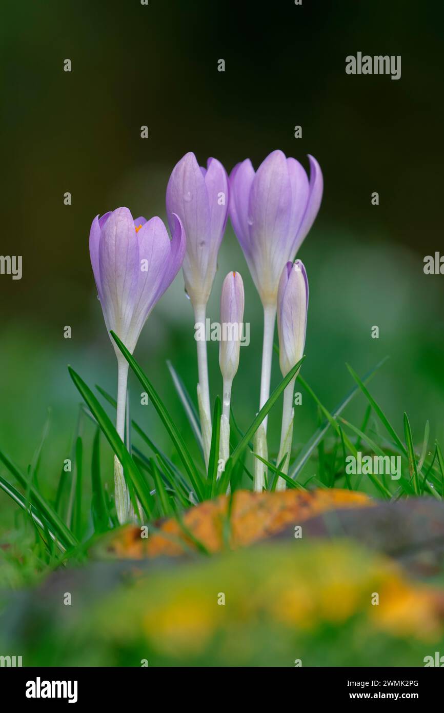 Crocus de printemps fleurissant dans une pelouse d'herbe Banque D'Images