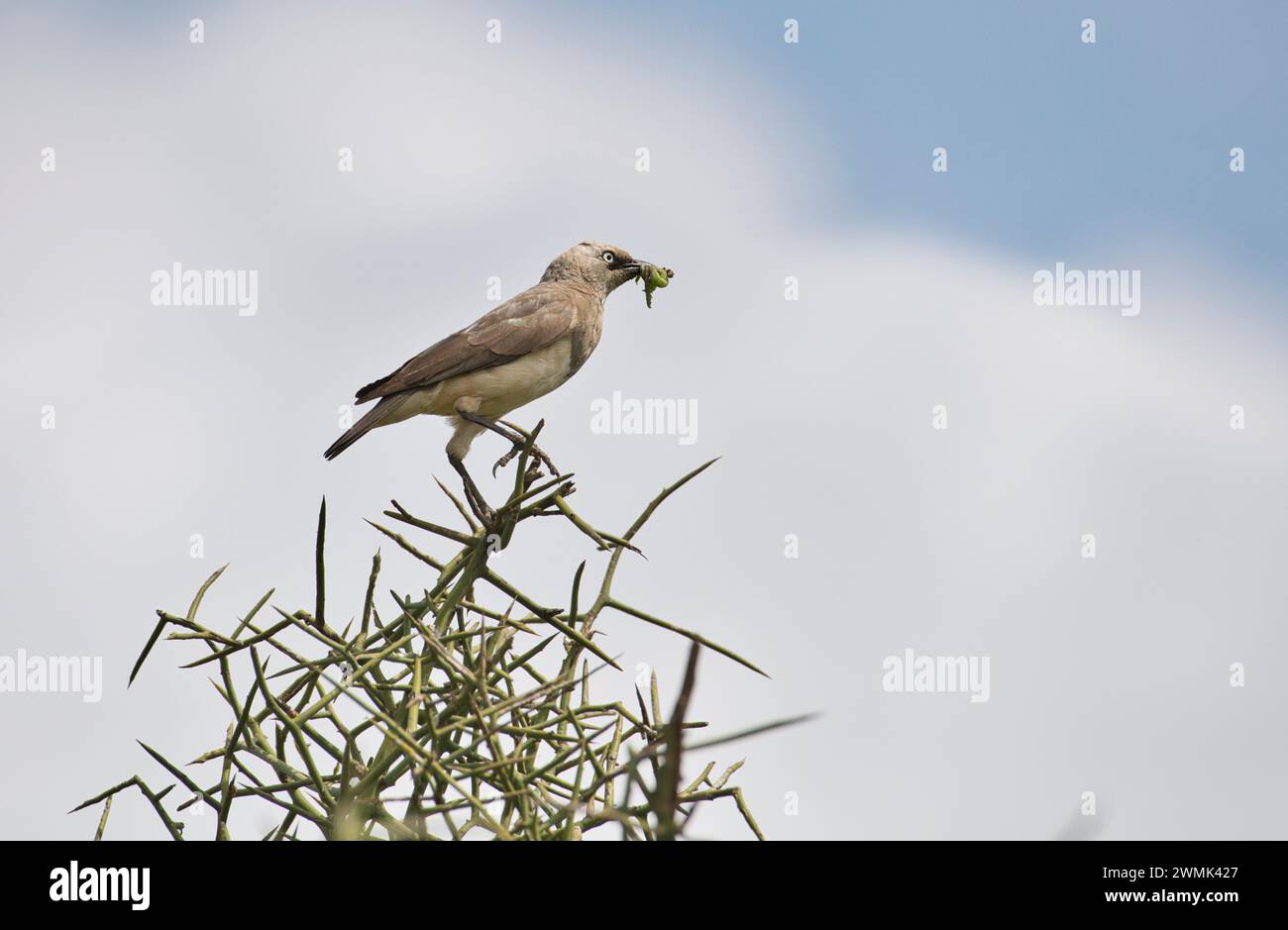 Les étourneaux de Fischer (Lamprotornis fischeri) transportant de la nourriture au nid Banque D'Images