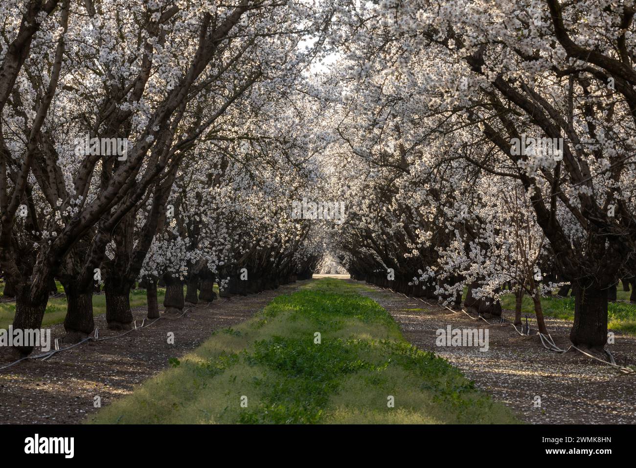 Tunnel en fleurs d'amandes. Modesto, comté de Stanislaus, Californie. Banque D'Images