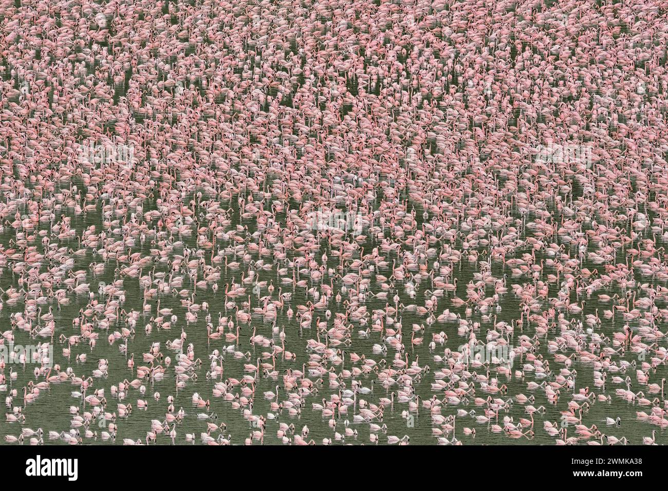 Des dizaines de milliers de flamants roses se nourrissent d’algues dans un lac de cratère formé sur Central Island, dans le lac Turkana. Central Island fait partie de Sibiloi National ... Banque D'Images