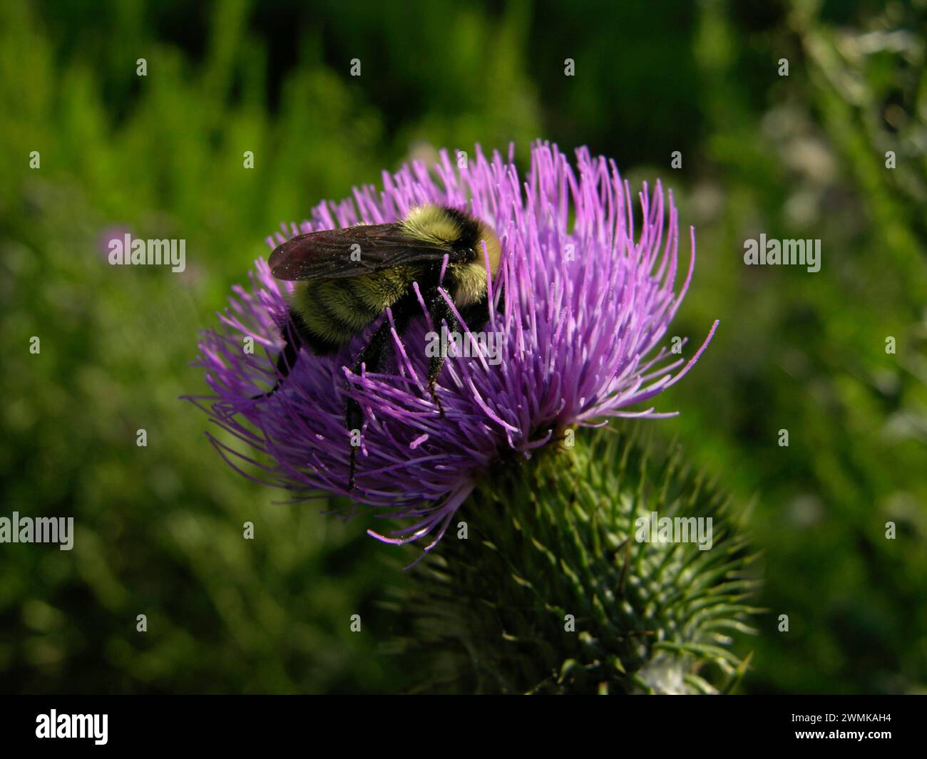 Abeille sur une fleur de chardon Banque D'Images