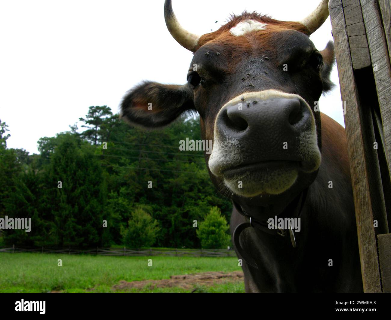 Visage de taureau couvert de mouches Banque D'Images