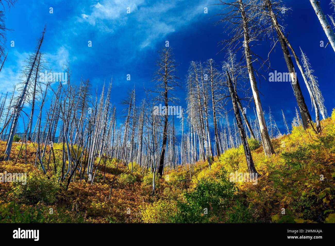 Flanc de colline d'une forêt brûlée avec des sous-bois d'automne colorés avec des nuages et un ciel bleu profond dans le parc national des Lacs-Waterton ; Waterton, Alberta, Canada Banque D'Images