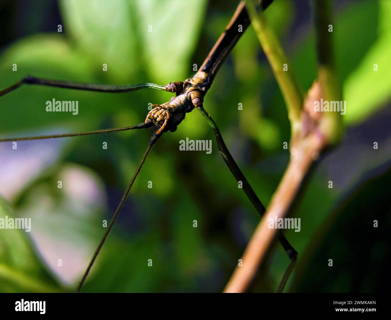 Collez un insecte sur une plante Banque D'Images