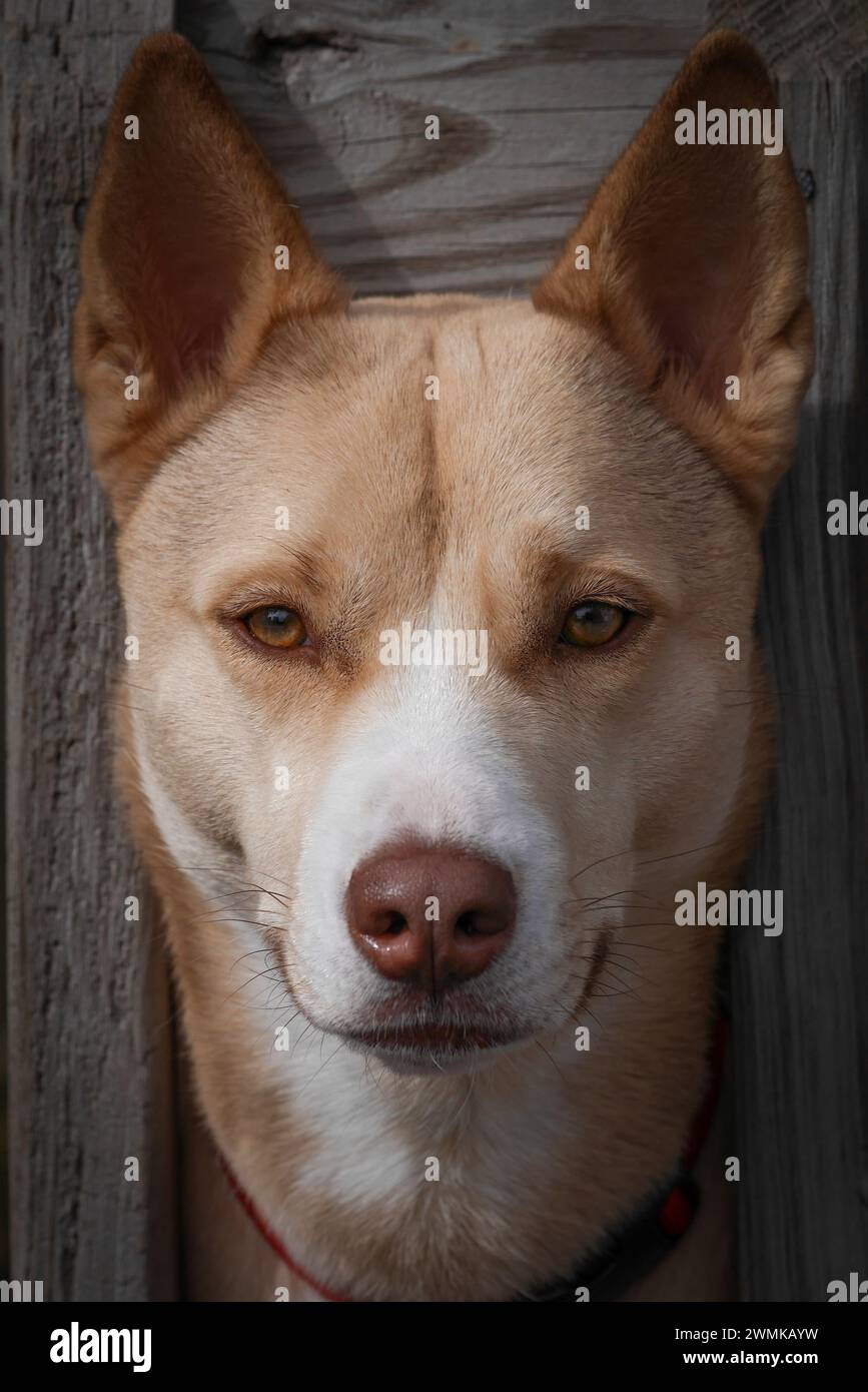 Portrait en gros plan d'un chien avec sa tête entre les planches de clôture Banque D'Images