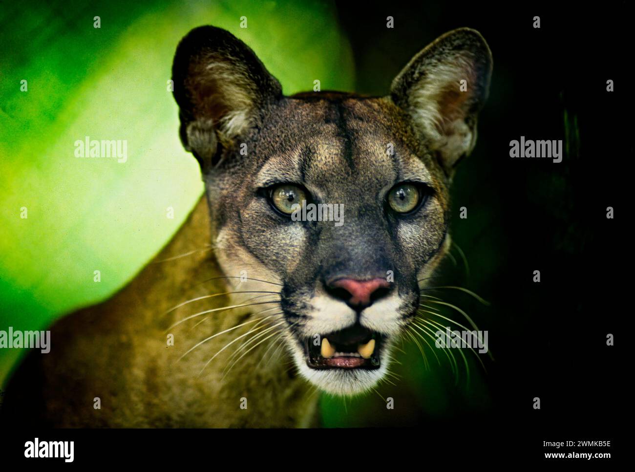 Portrait rapproché d'une panthère de Floride (Felis concolor coryi) ; Floride, États-Unis d'Amérique Banque D'Images