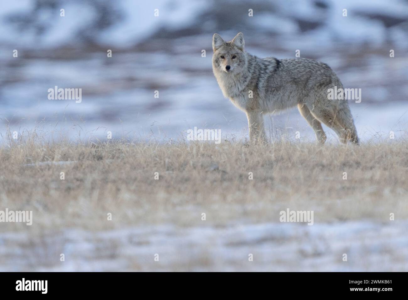 Coyote (Canis latrans) debout sur le paysage du parc national des Prairies en Saskatchewan, Canada ; Val Marie, Saskatchewan, Canada Banque D'Images