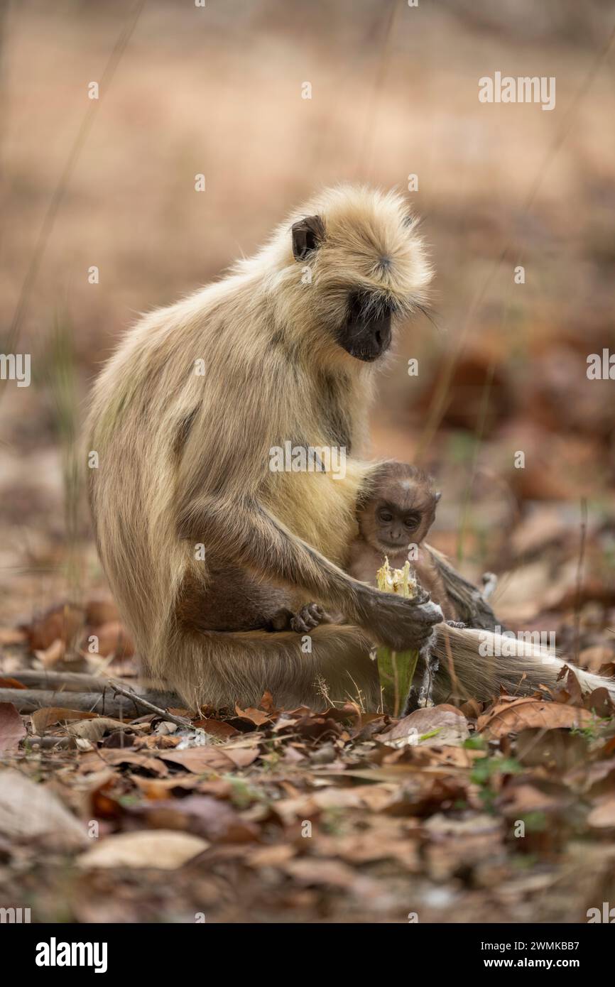 Le langur gris des plaines septentrionales (Semnopithecus entellus) est assis avec bébé dans le parc national de Bandhavgarh, Madhya Pradesh, Inde Banque D'Images