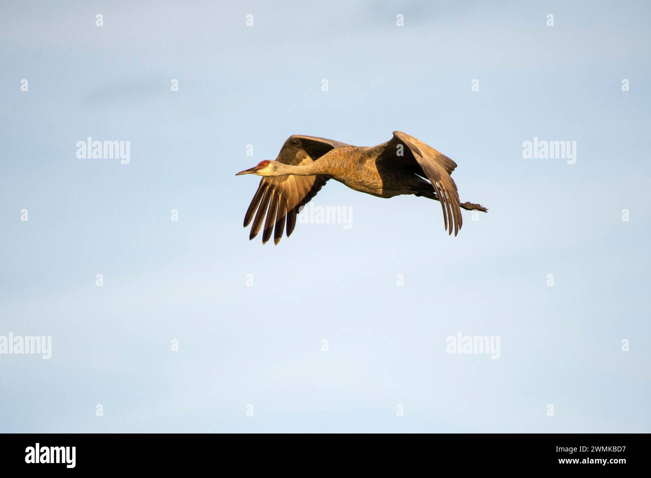 Grue de sable (Antigone canadensis) contre un ciel bleu, survolant le refuge migrateur de sauvagine de Creamer's Field à Fairbanks Banque D'Images