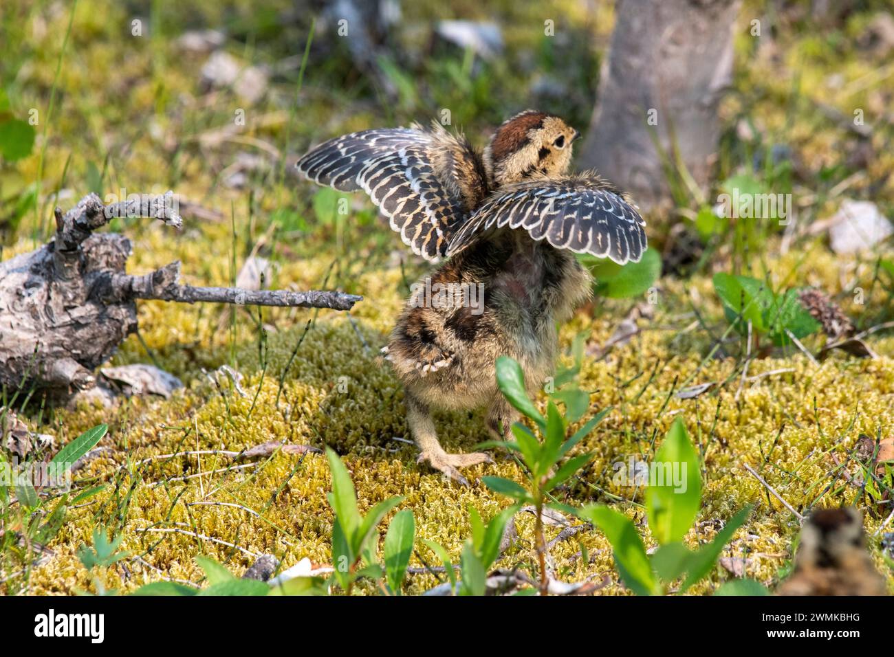 Vue prise de derrière un poussin Willow Ptarmigan (Lagopus lagopus), State Bird of Alaska, déployant ses petites ailes le long de la Savage River Loop T... Banque D'Images