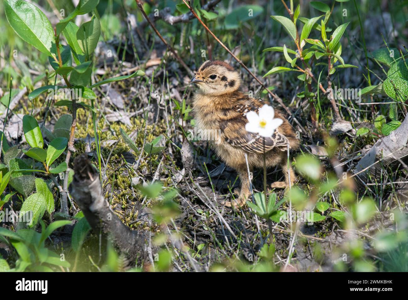 Saule Ptarmigan (Lagopus lagopus), oiseau de l'Alaska, debout derrière une fleur le long du sentier Savage River Loop dans le parc national Denali Banque D'Images