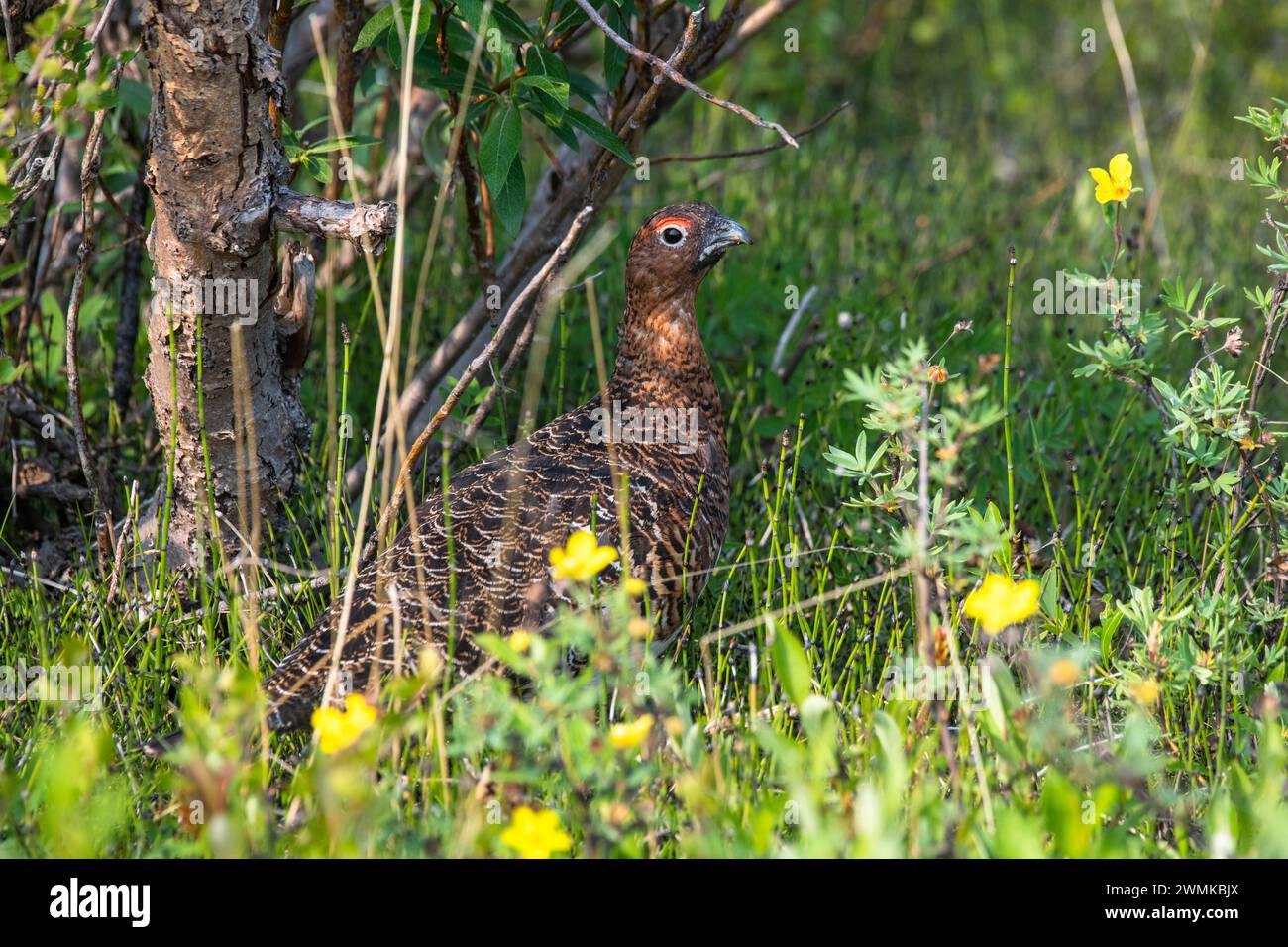 Portrait en gros plan d'un Willow Ptarmigan (Lagopus lagopus) entouré de fleurs sauvages le long du sentier Savage River Loop Trail dans le parc national Denali... Banque D'Images