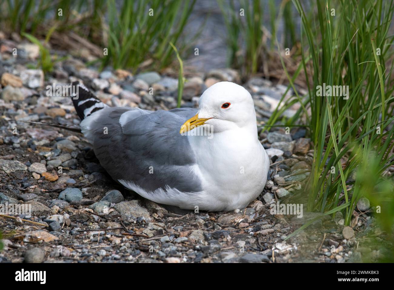 Goéland à bec court (Larus brachyrhynchus), anciennement Goéland Mew, le long de la Savage River Loop Trail dans le parc national de Denali, Alaska, États-Unis Banque D'Images