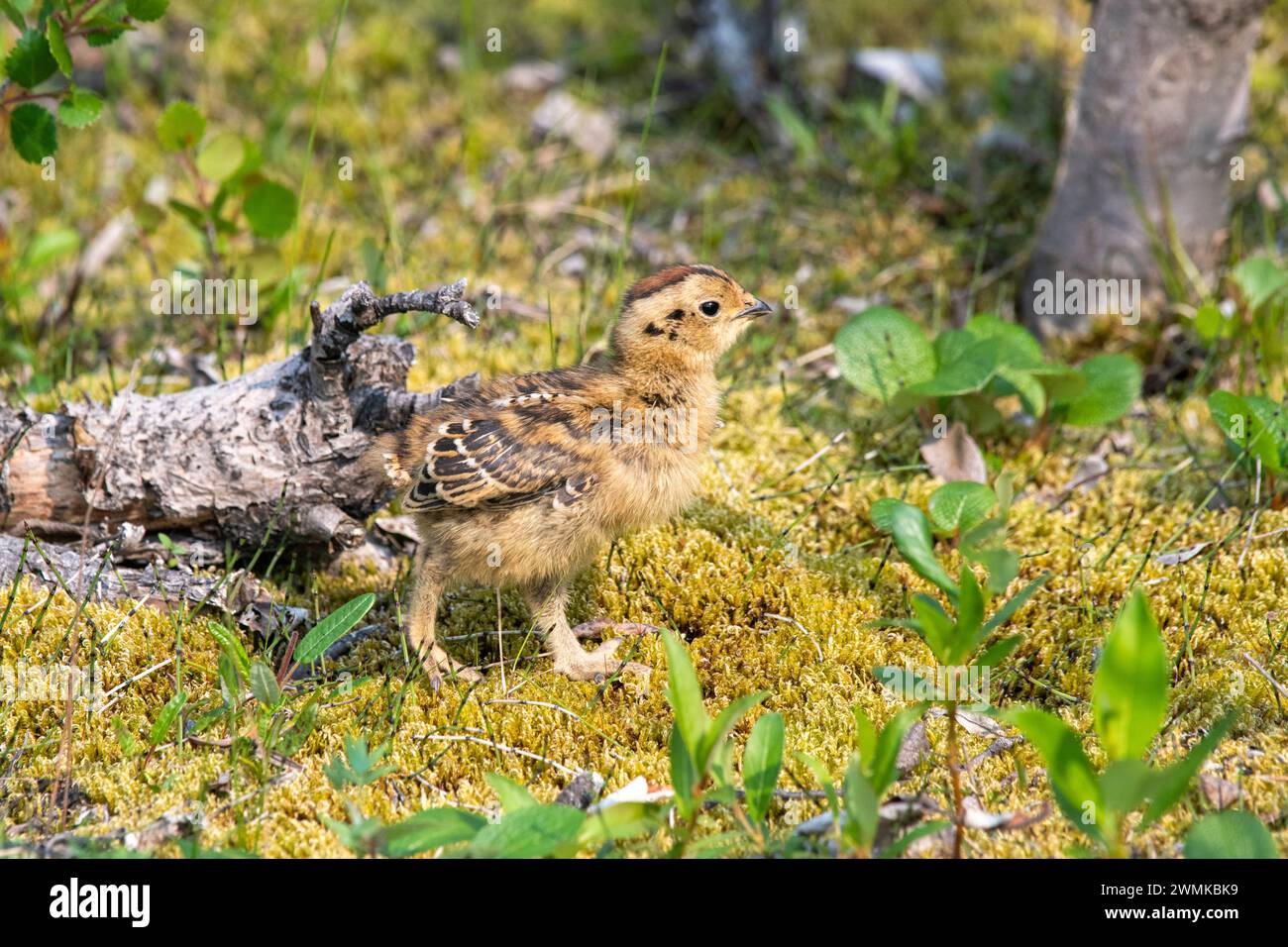 Saule Ptarmigan (Lagopus lagopus), oiseau de l'État de l'Alaska, debout sur un sol mousseux le long du sentier Savage River Loop dans le parc national Denali Banque D'Images