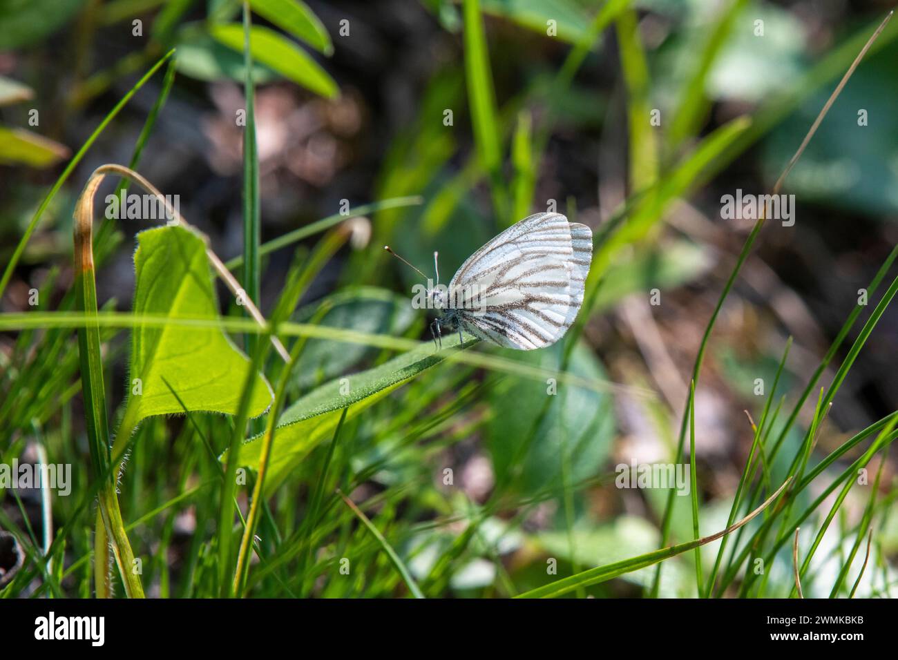 Papillon blanc marginalisé (Pieris marginalis) reposant sur une feuille de plante le long du sentier Savage River Loop dans le parc national Denali, Alaska, États-Unis Banque D'Images