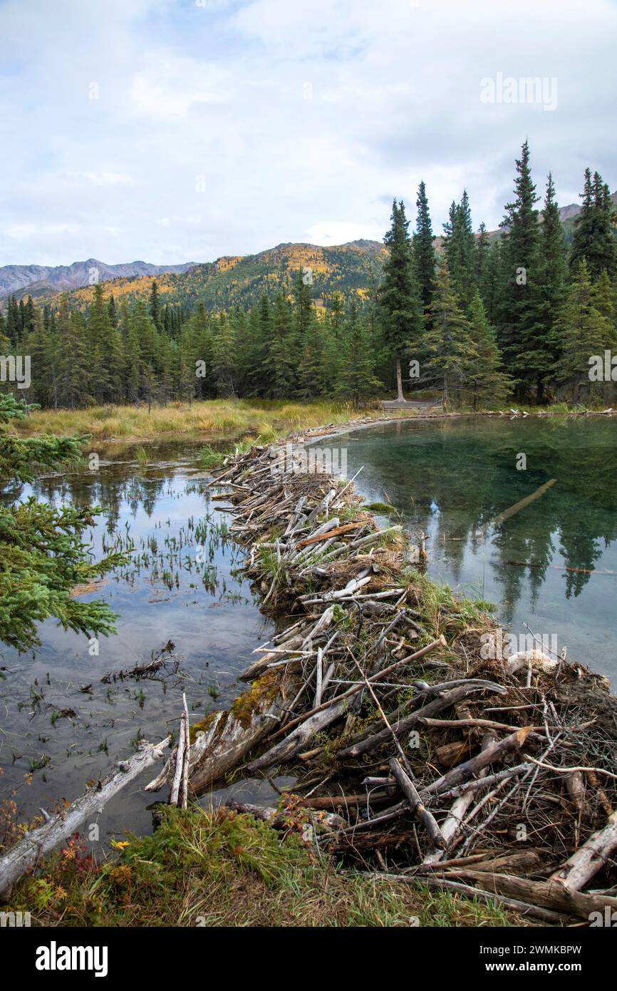 Barrage Beaver à la décharge du lac Horseshoe dans le parc national Denali, Alaska, États-Unis ; Alaska, États-Unis d'Amérique Banque D'Images