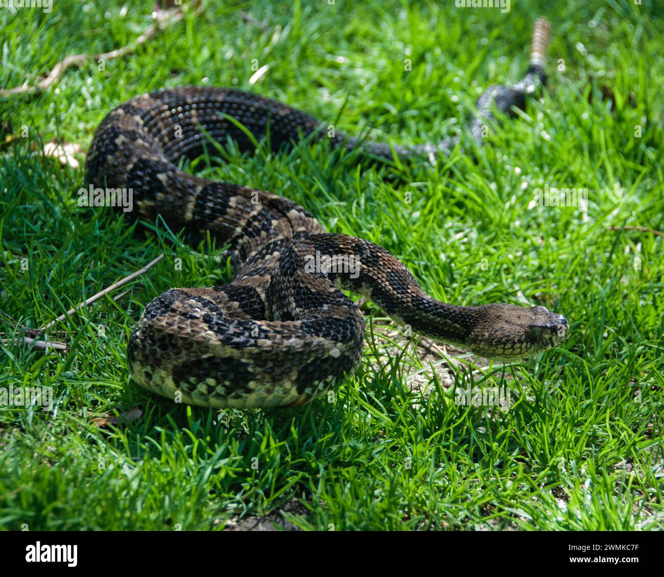 Crotale du bois oriental (Crotalus horridus) dans l'herbe verte Banque D'Images