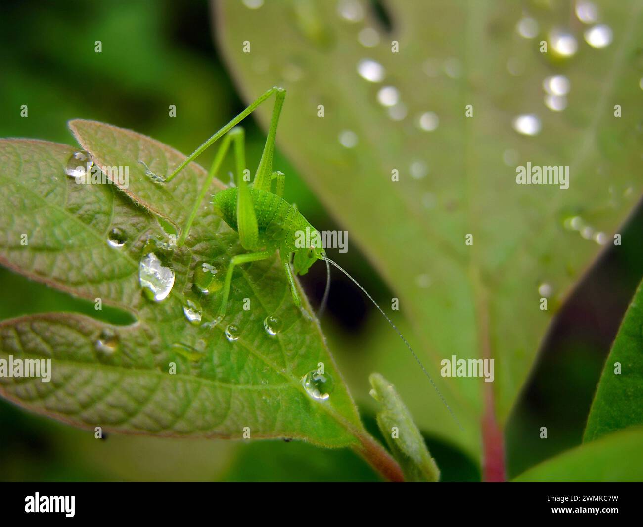 Katydid (Tettigoniidae ) vert vif repose entre les gouttes de pluie sur une feuille de Sassafras (Sassafras officinalis) Banque D'Images