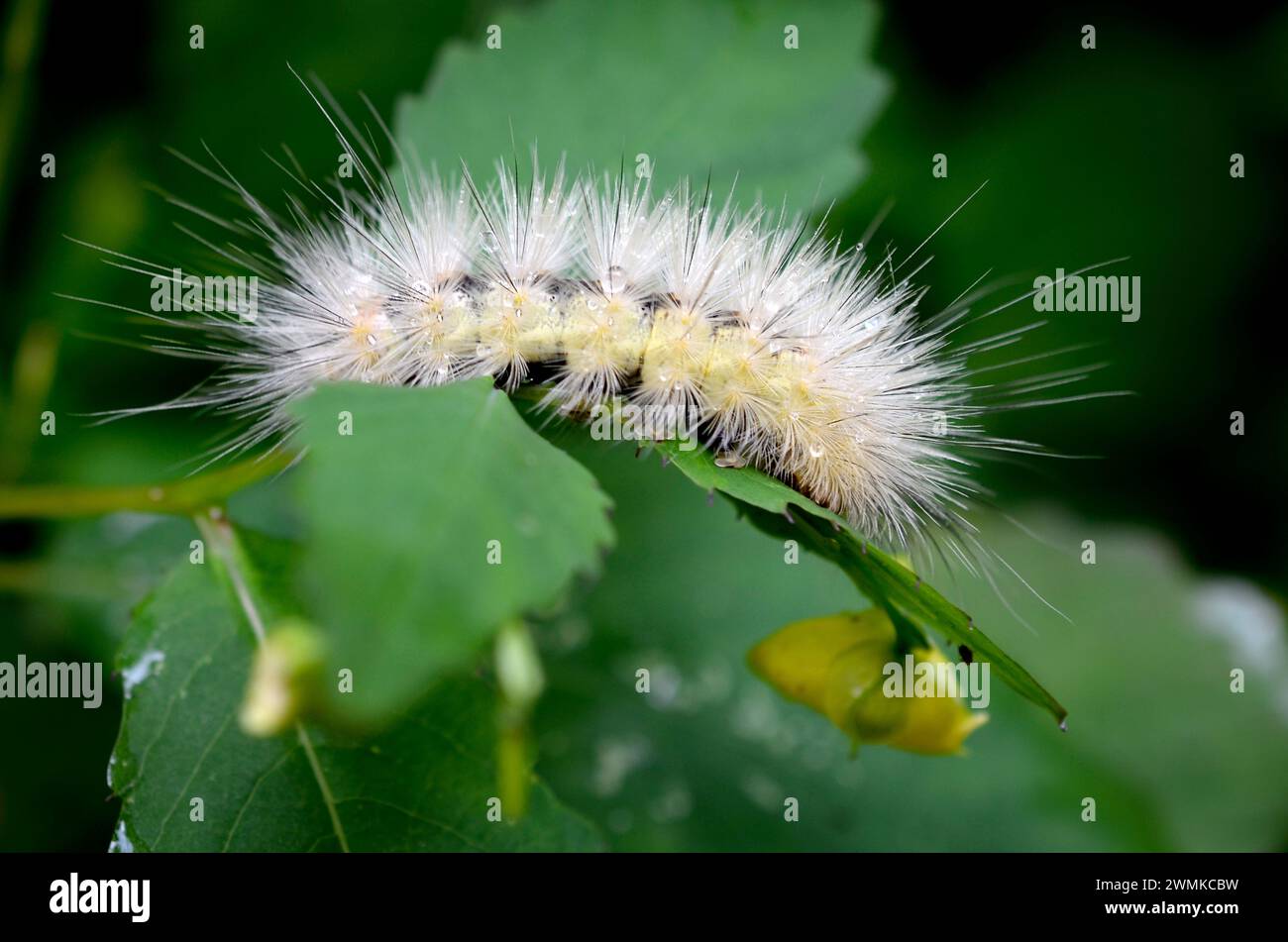 Vue rapprochée d'une chenille à teigne tigrée (Arctia caja) sur une feuille d'herbe à bijoux (Impatiens capensis) ; Fairview, Caroline du Nord, États-Unis d'Amérique Banque D'Images