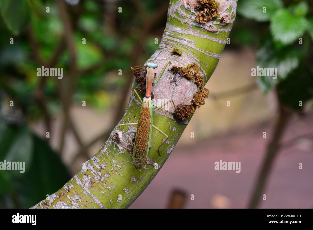 Prier Mantis sur un arbre dans les jardins. Banque D'Images