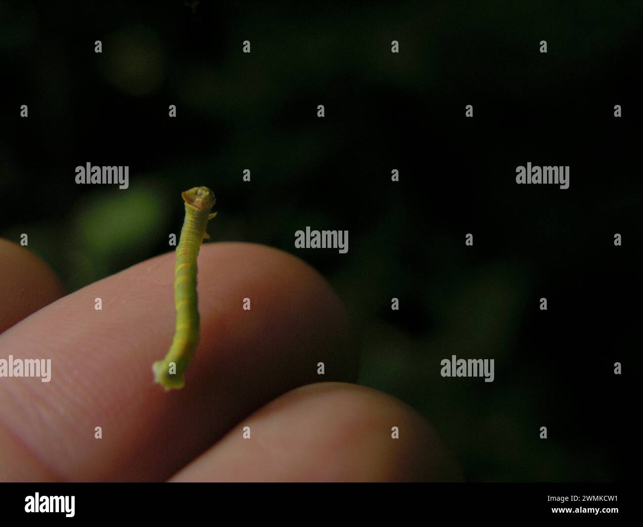 Inchworm balance sur un doigt humain Banque D'Images