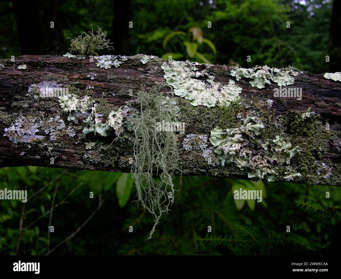La mousse et le lichen poussent du bois Banque D'Images