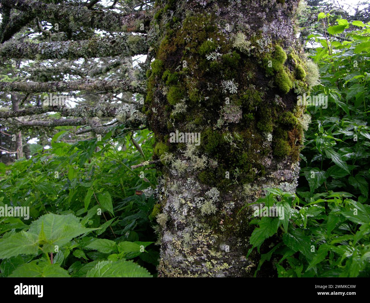 Mousses et lichens poussant hors du bois Banque D'Images