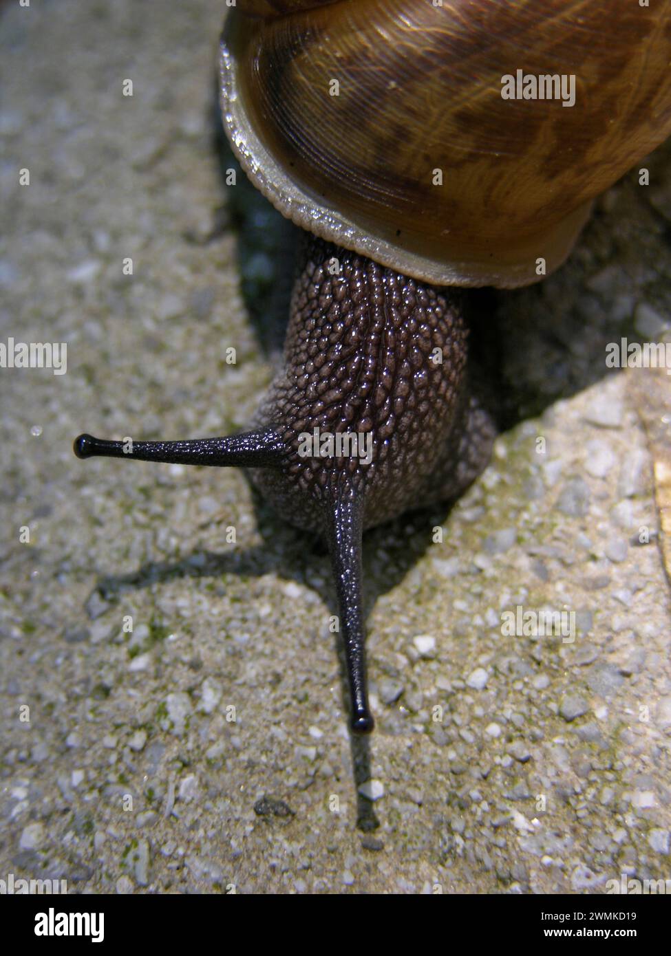 Escargot rampant avec sa coquille sur béton Banque D'Images
