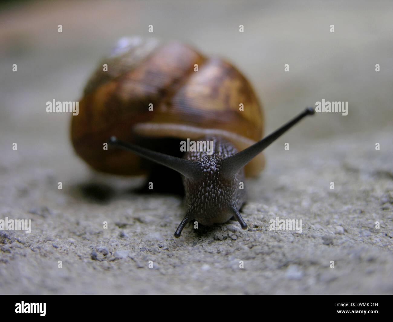 Escargot rampant avec sa coquille sur béton Banque D'Images