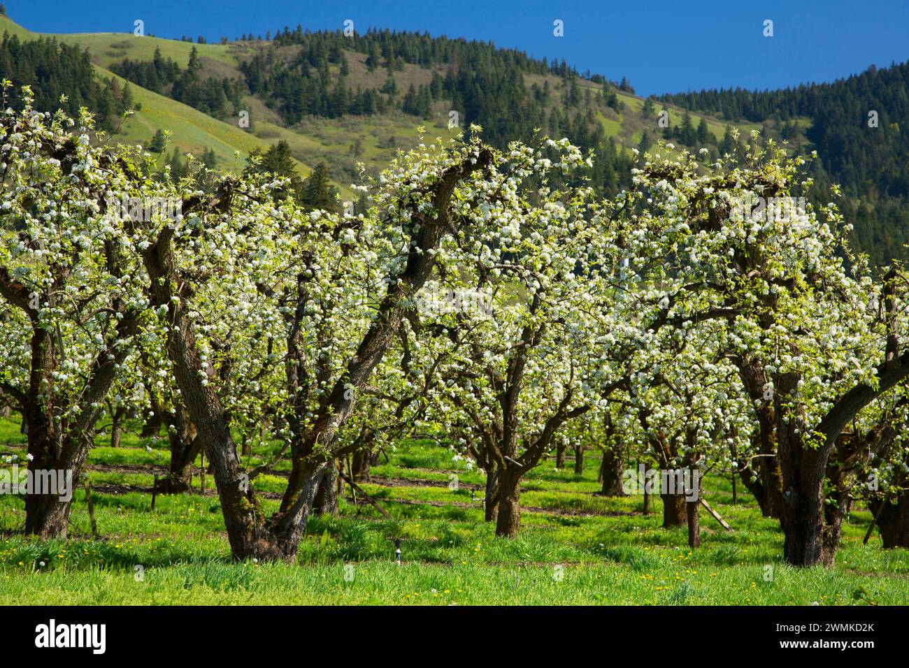 Verger de poiriers en fleurs, Hood River Comté (Oregon) Banque D'Images