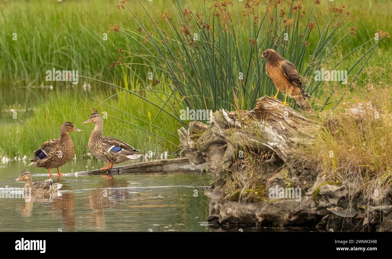 Les oiseaux apprécient leur habitat d'étang ; Alaska, États-Unis d'Amérique Banque D'Images